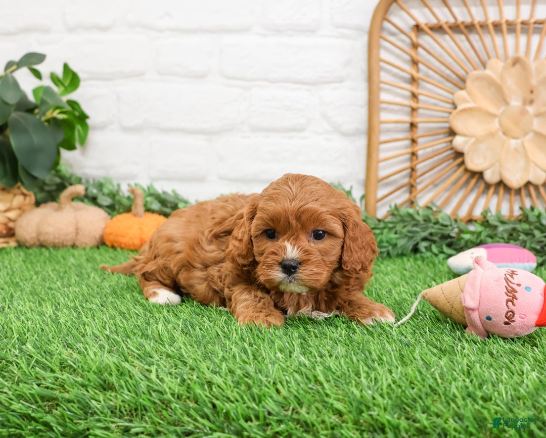 Cavapoo dogs for sale: Glory - Ad 2