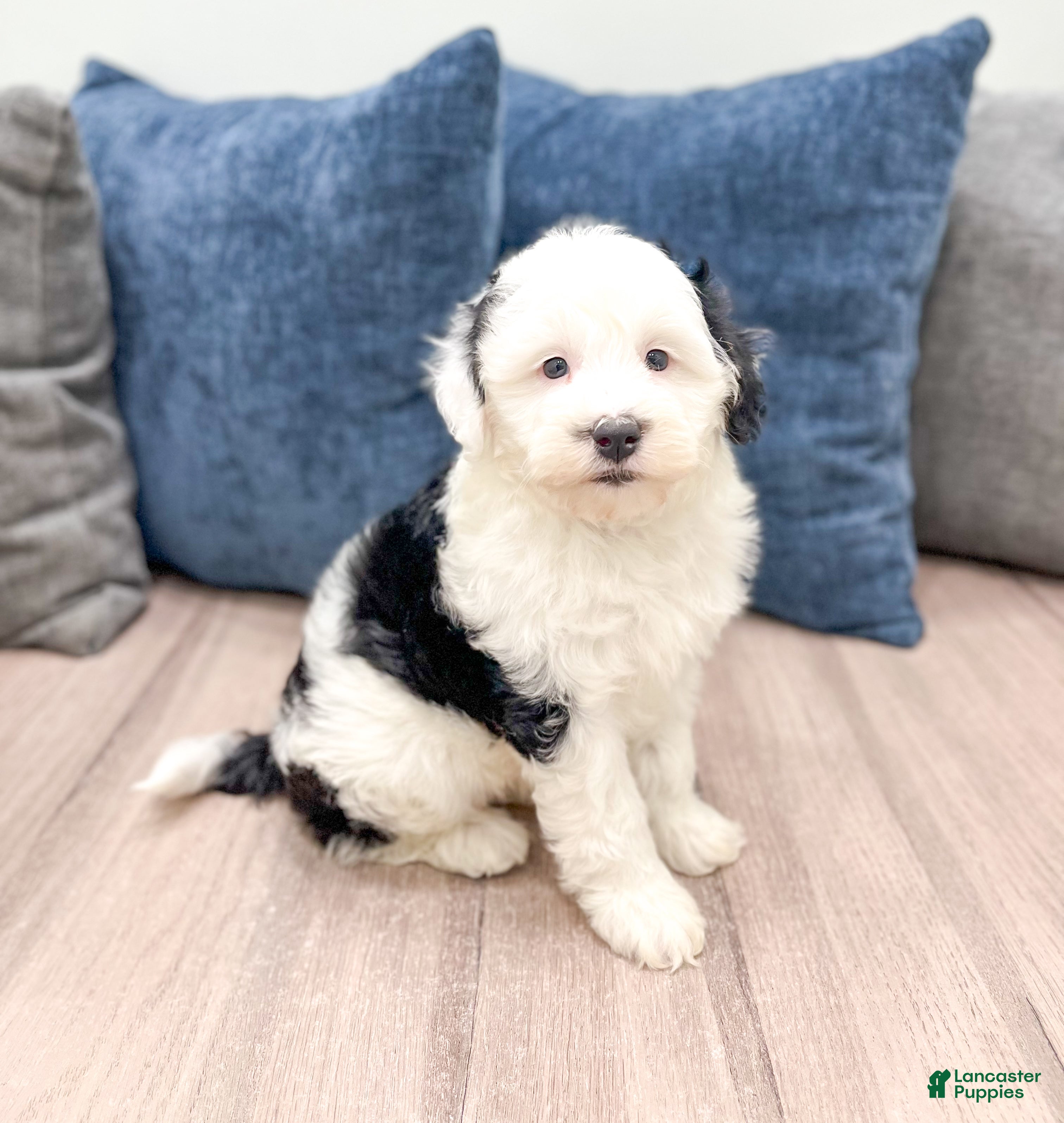 Mini Sheepadoodle dogs Lilibelle - Ad 1