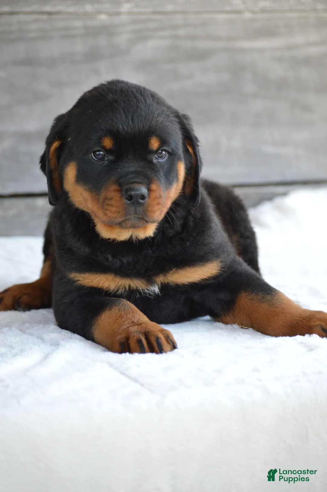 Rottweiler dogs for sale: Randy - Ad 1