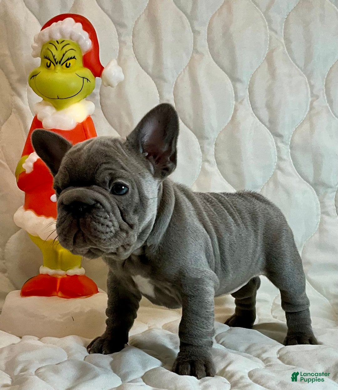 French Bulldog dogs for sale: River  - Ad 5