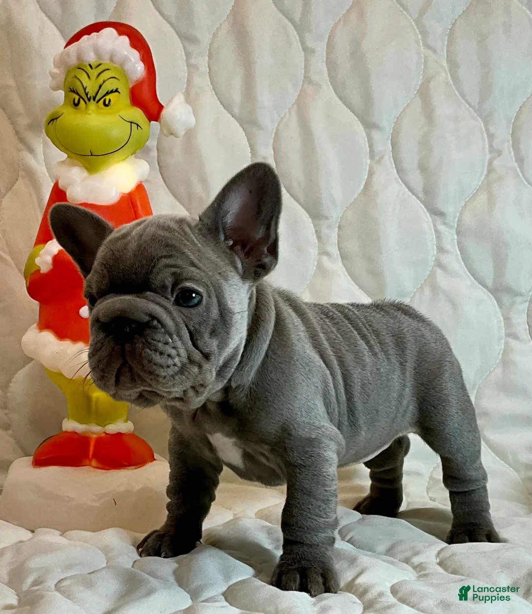 French Bulldog dogs for sale: River  - Ad 23