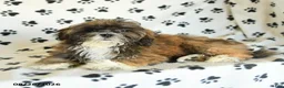 Mixed Breed dogs for sale: Uma - Ad 3