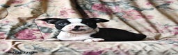 Boston Terrier dogs for sale: Molly - Ad 8