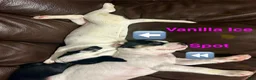 Mixed Breed dogs for sale: Vanilla Ice - Ad 4
