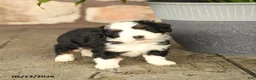 Mini Bernedoodle dogs for sale: Larry - Ad 2