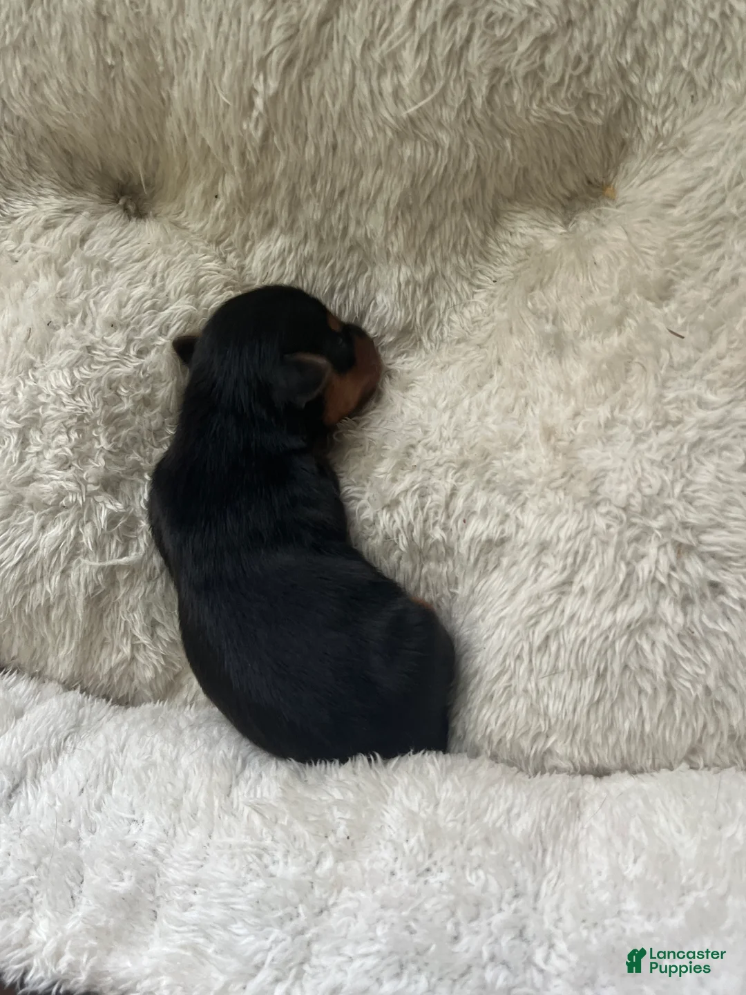 Yorkshire Terrier dogs for sale: Yorkshire Terrier Male Puppy - Ad 2