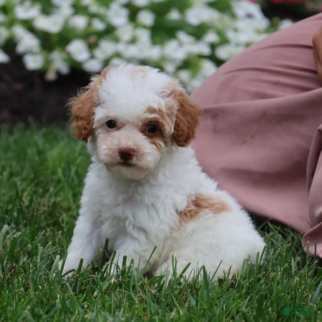 Toy Poodle dogs for sale: Memory - Ad 4