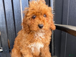 Cavapoo dogs - Ad 9