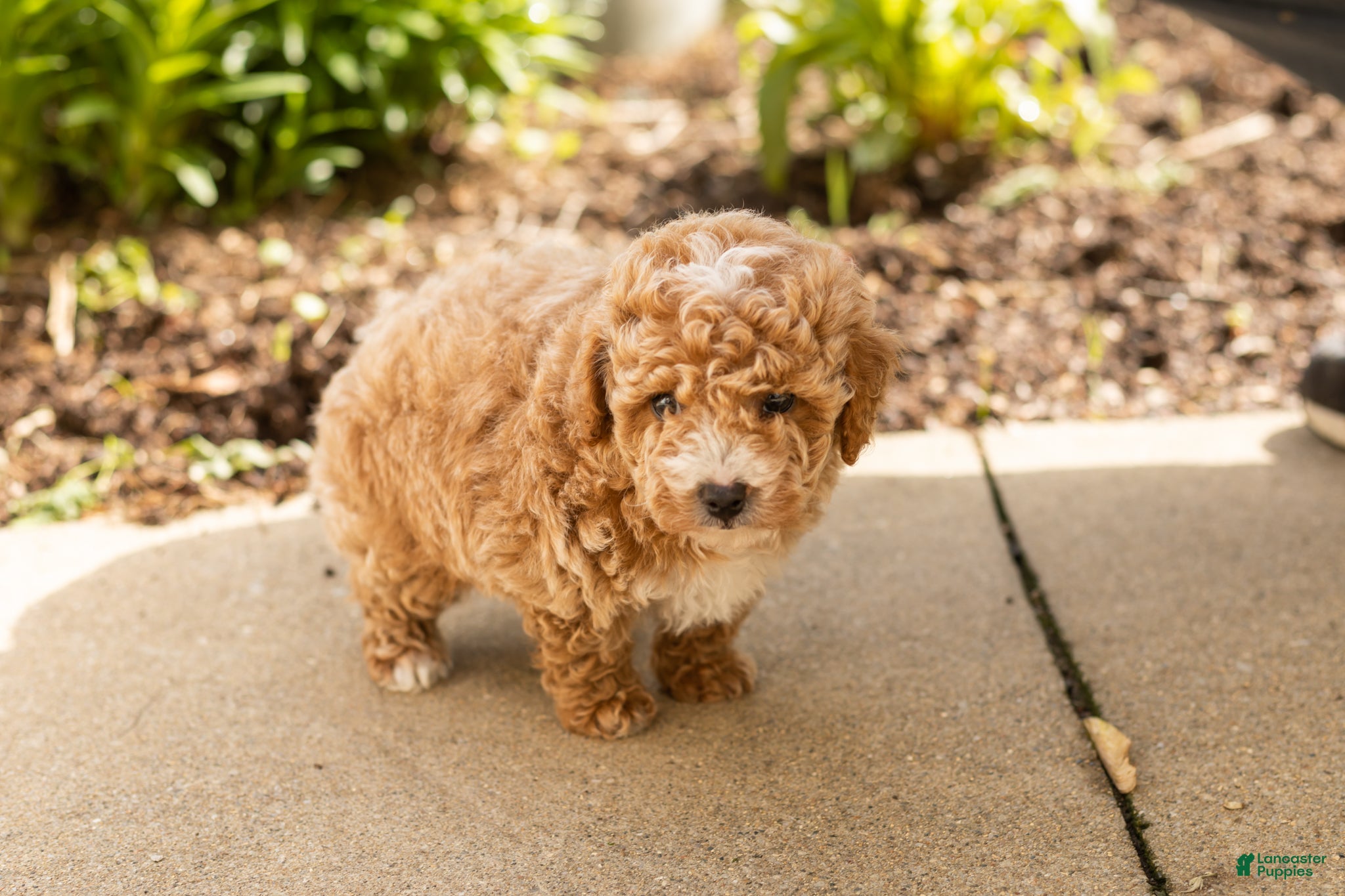 Miniature Poodle dogs Torin  - Ad 28