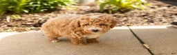 Miniature Poodle dogs for sale: Torin  - Ad 1