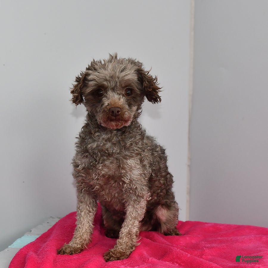 Toy Poodle dogs Shella - Ad 8