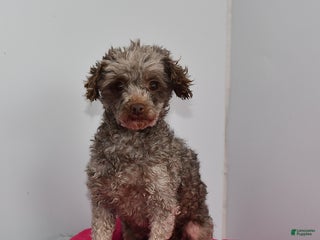 Toy Poodle dogs Shella - Ad 26
