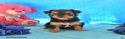 Yorkshire Terrier dogs for sale: Joey - Ad 2