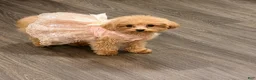 Maltipoo dogs for sale: Maltipoo 1 - Ad 4