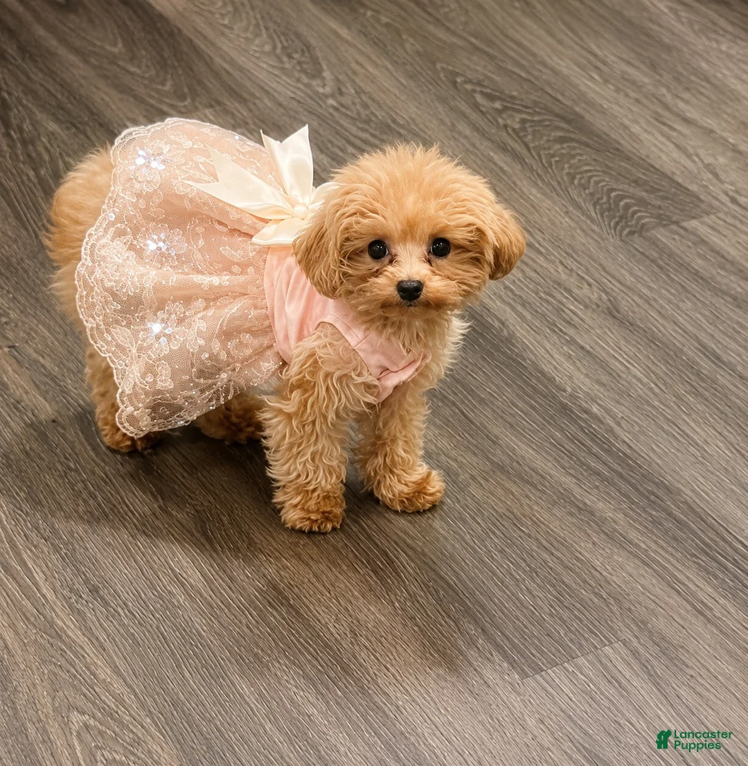 Maltipoo dogs for sale: Maltipoo 1 - Ad 4