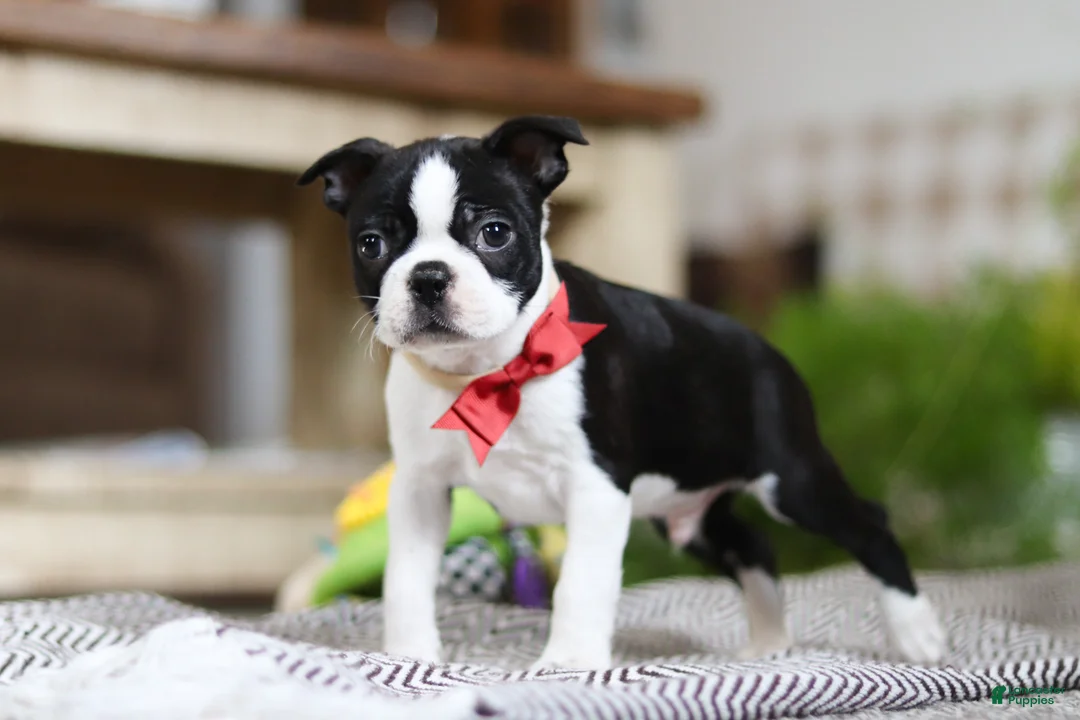 Boston Terrier dogs for sale: Winston - Ad 8