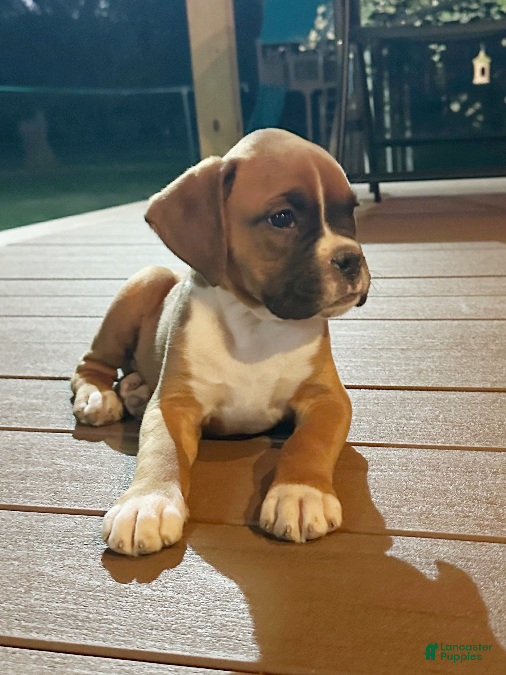 Boxer dogs Ash - Ad 1