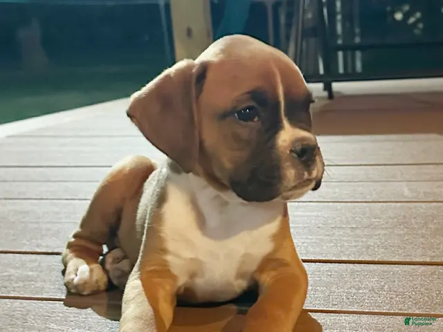 Boxer dogs Ash - Ad 1