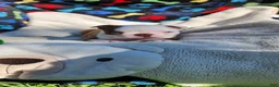 Boston Terrier dogs for sale: Orion (red and white) - Ad 5