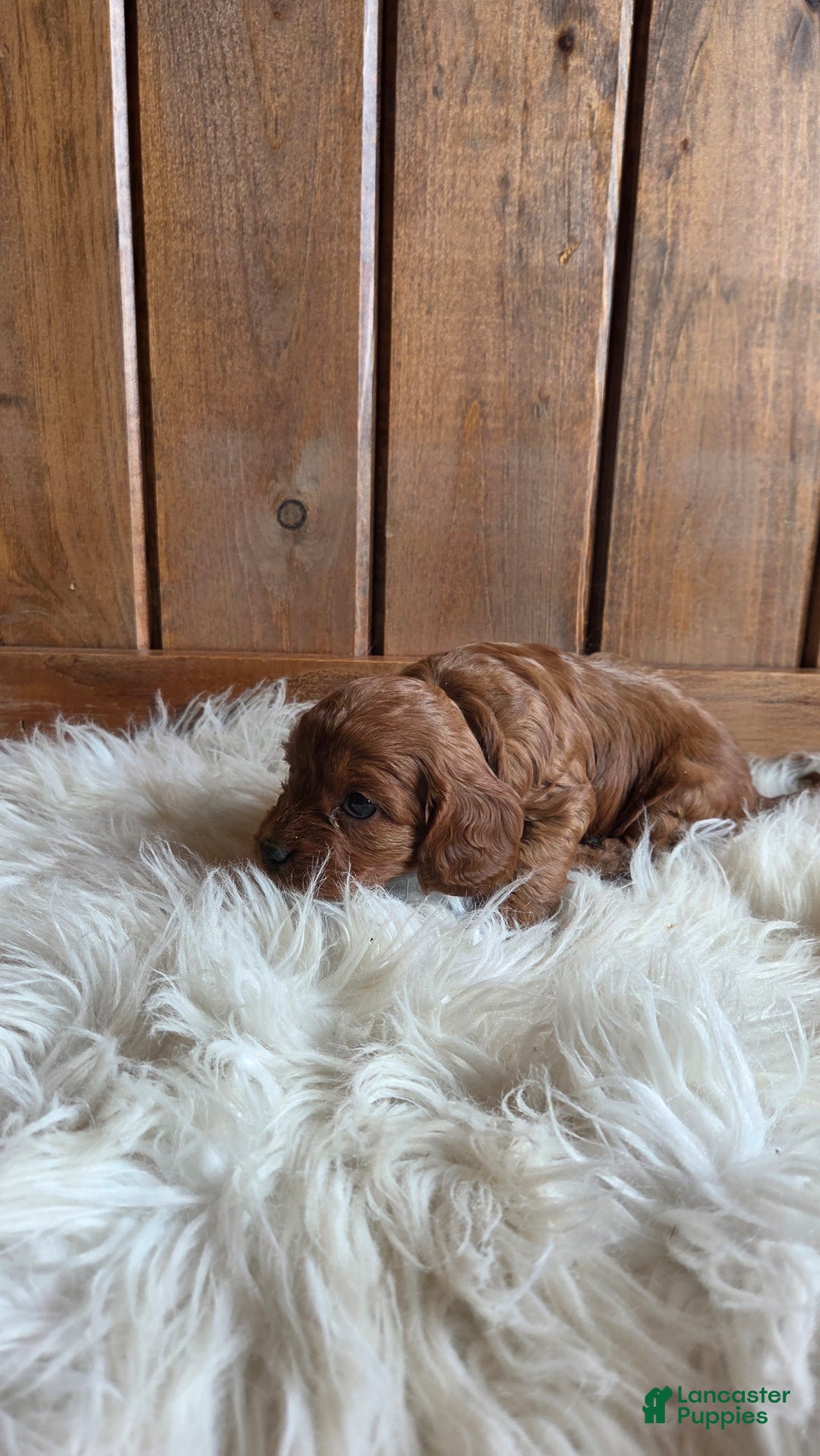Cavapoo dogs for sale: Bella - Ad 5