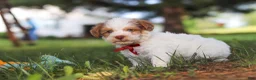 Yorkiepoo dogs for sale: Jackson - Ad 4