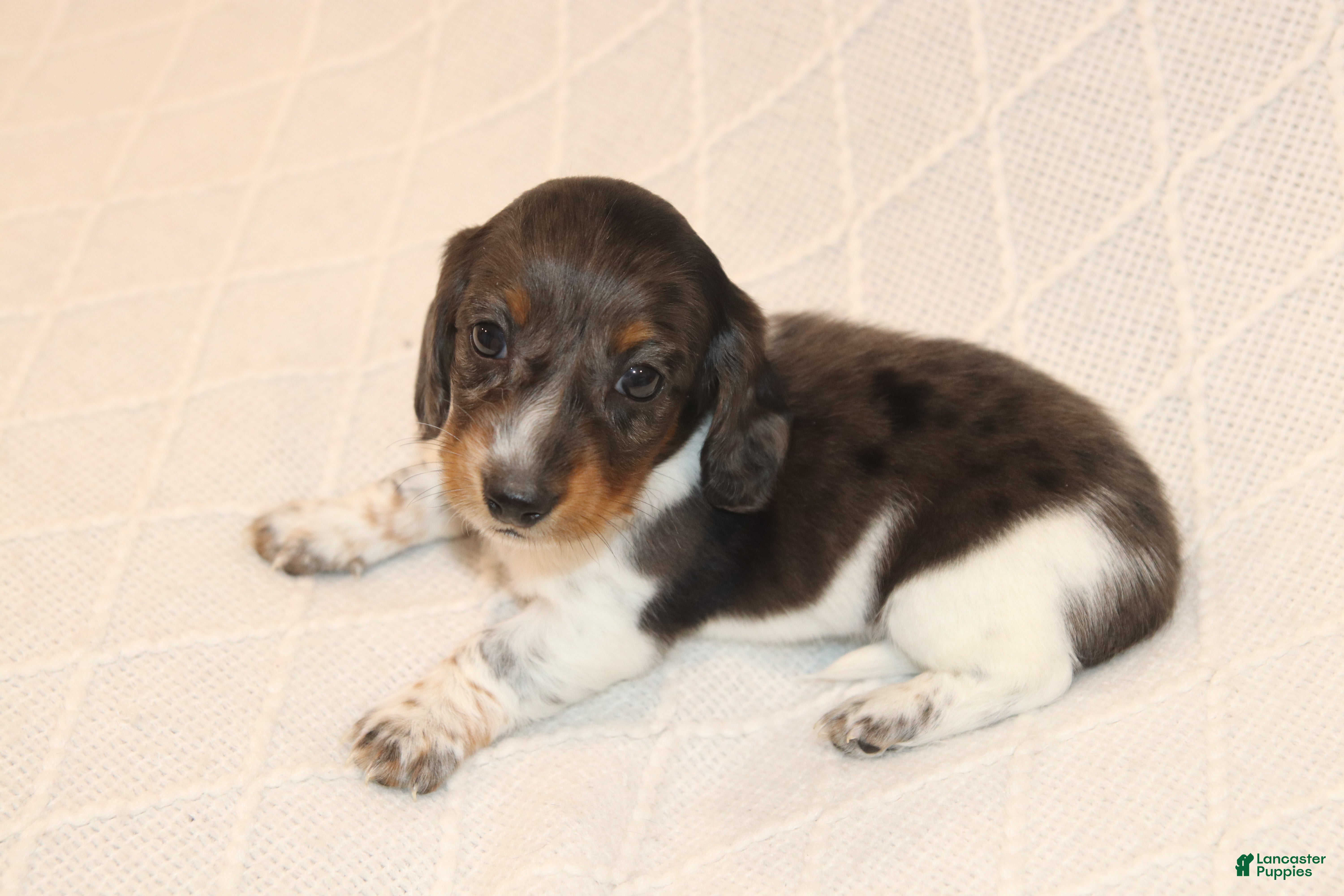 Miniature Dachshund dogs Milo - Ad 1