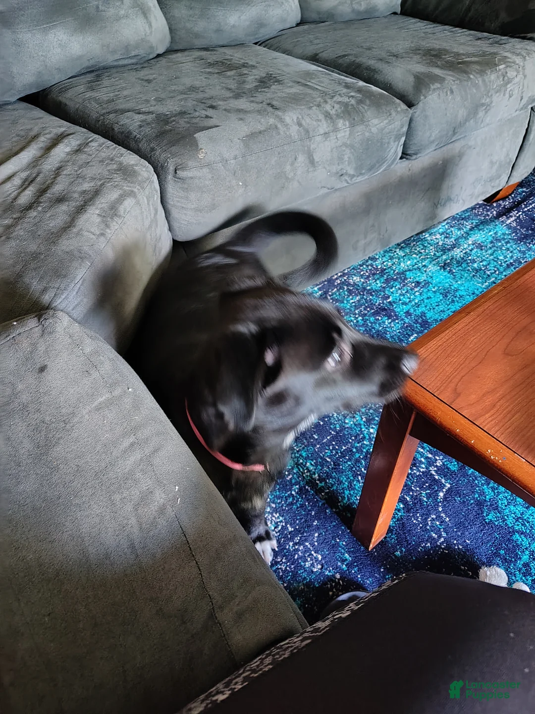 Mixed Breed dogs for sale: Mixed Breed Puppy 2 - Ad 2