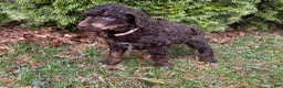 Standard Poodle dogs for sale: ⚓️Lagoon-AKC Standard🐩 - Ad 4