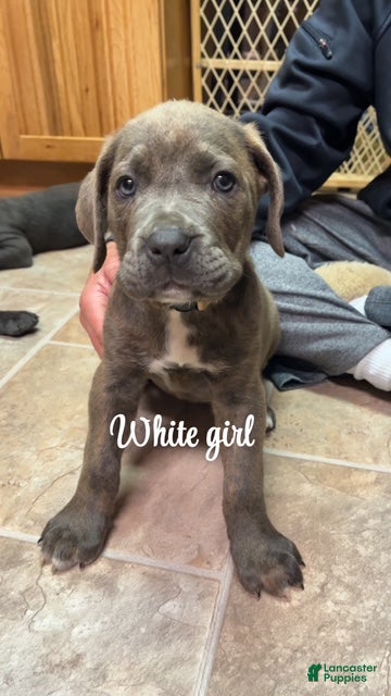 Cane Corso dogs Cane Corso Puppy 7 - White Girl - Ad 1