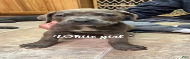 Cane Corso Puppy 7 - White Girl