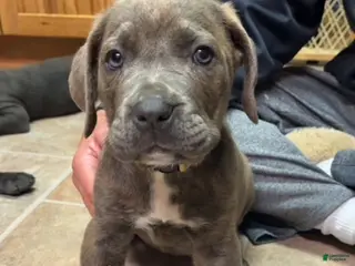 Cane Corso dogs for sale: Cane Corso Puppy 7 - White Girl - Ad 1