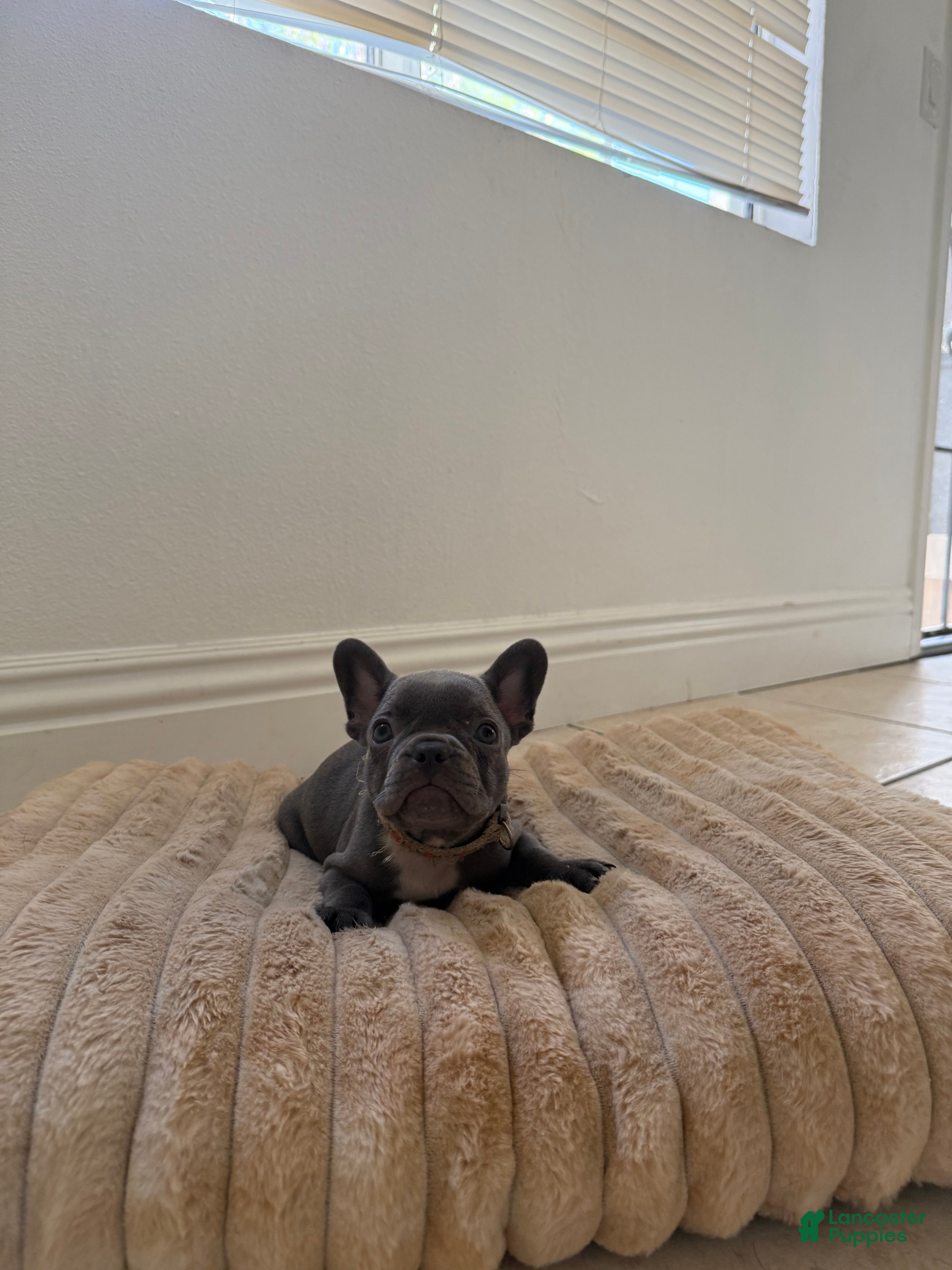 French Bulldog dogs French Bulldog 3 - Ad 4