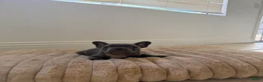 French Bulldog 3