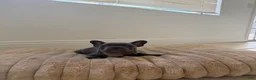 French Bulldog dogs for sale: French Bulldog 3 - Ad 1