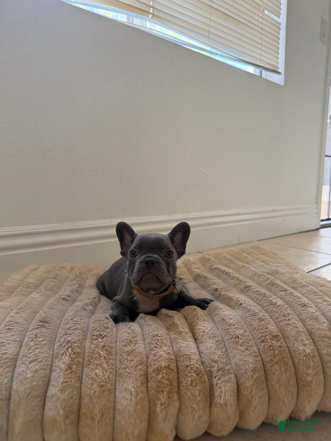 French Bulldog dogs for sale: French Bulldog 3 - Ad 1