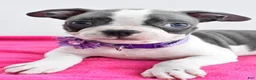 Boston Terrier dogs for sale: Indie - Ad 5