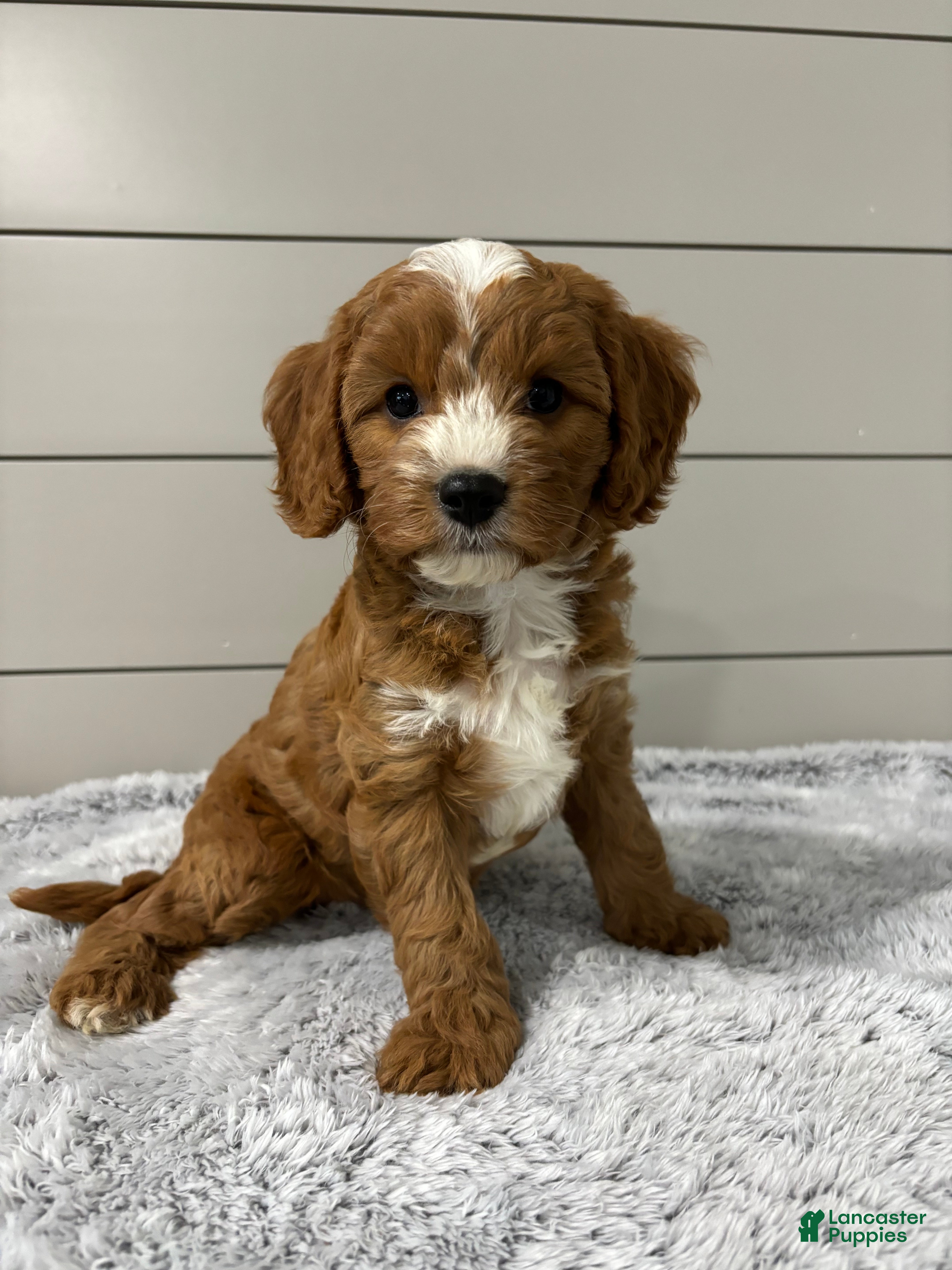 Cavapoo dogs Maverick  - Ad 2