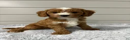 Cavapoo dogs for sale: Maverick  - Ad 2