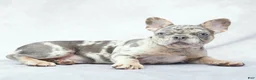 French Bulldog dogs for sale: Diesel - Ad 8