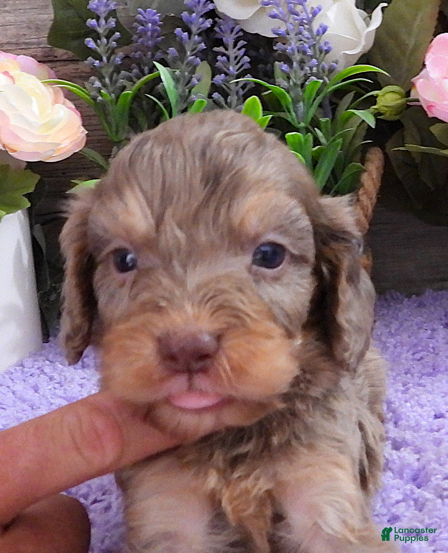 Cavapoo dogs #4 Male (Dawn's) - Ad 34