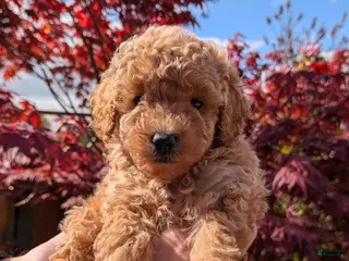 Toy Poodle dogs Tom - Ad 22