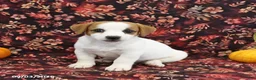 Jack Russell Terrier dogs for sale: Scout - Ad 3