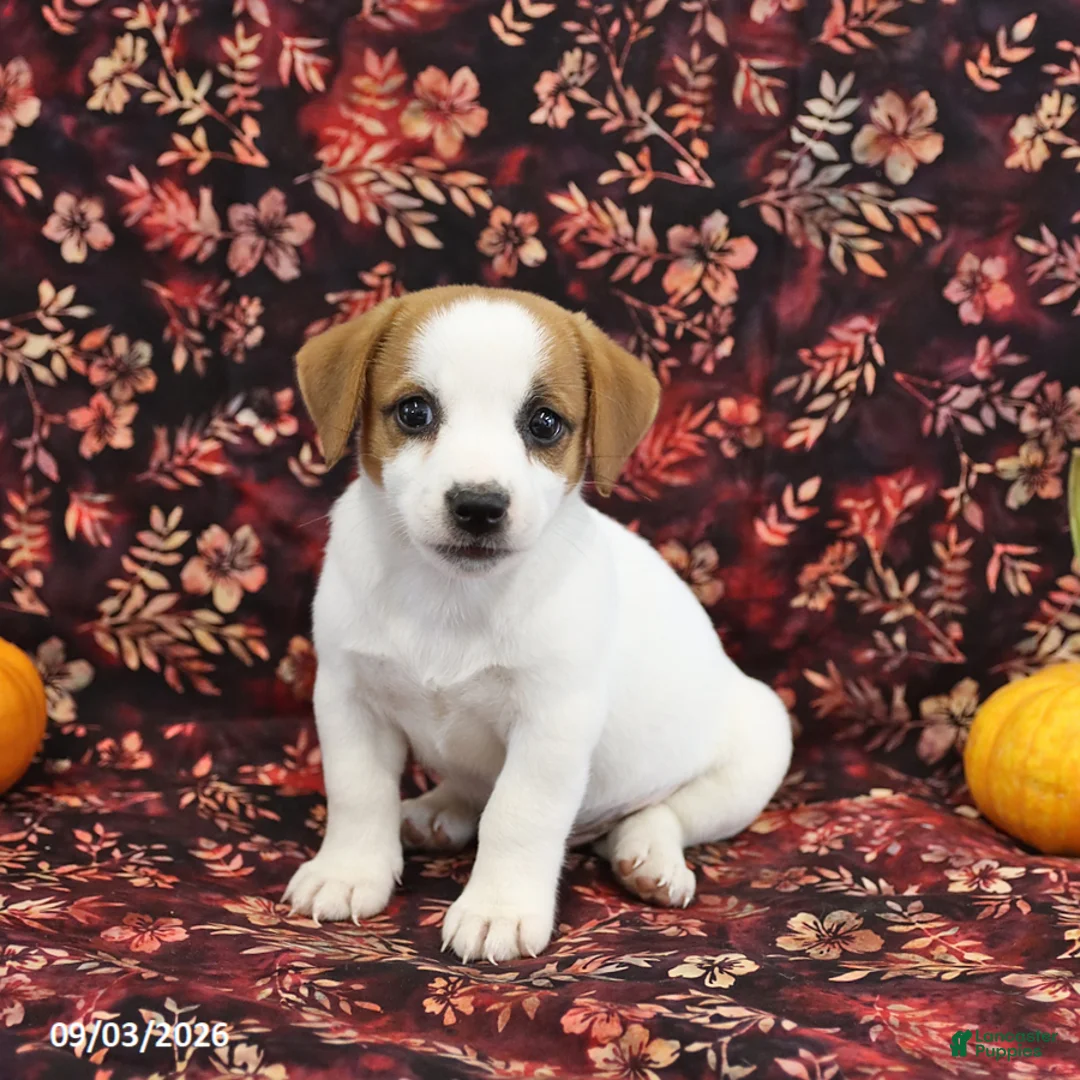 Jack Russell Terrier dogs for sale: Scout - Ad 3