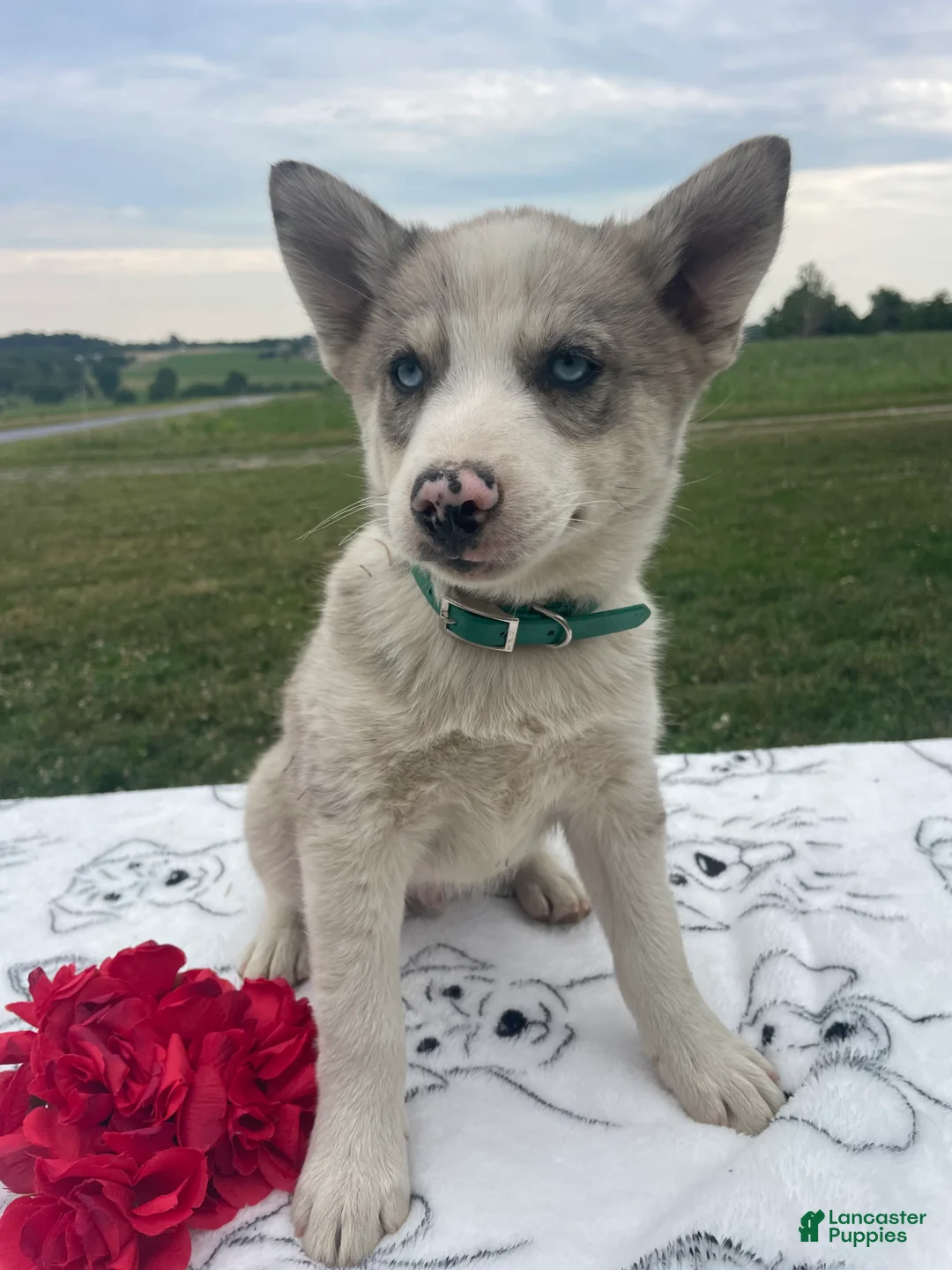 Pomsky dogs for sale: Mack - Ad 4