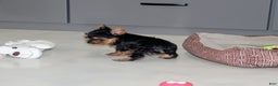 Yorkshire Terrier dogs for sale: Rocket - Ad 4