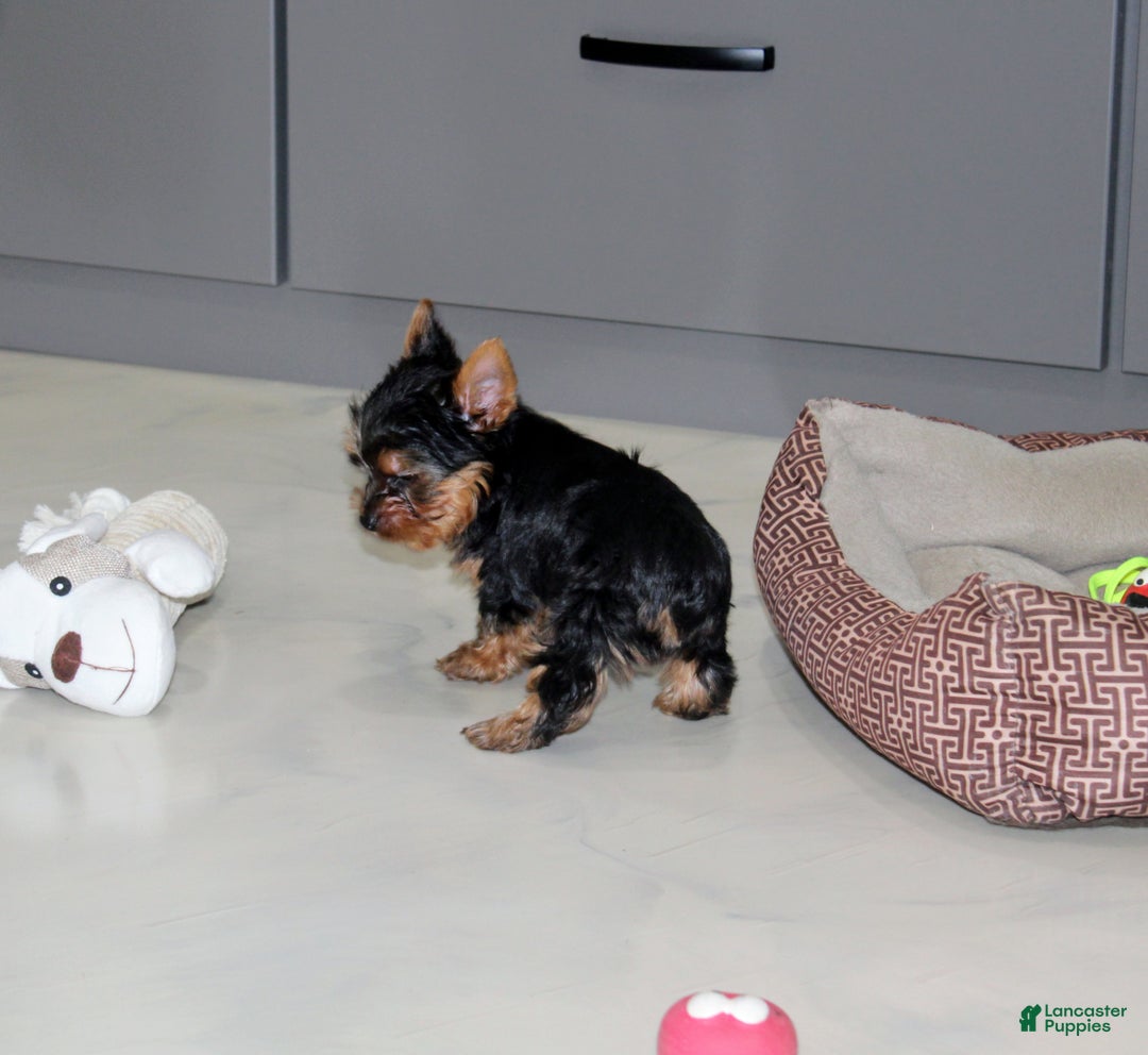 Yorkshire Terrier dogs for sale: Rocket - Ad 4