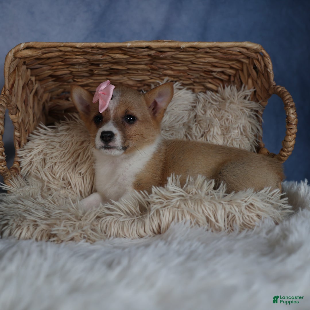 Welsh Corgi Pembroke dogs for sale: Demi - Ad 3