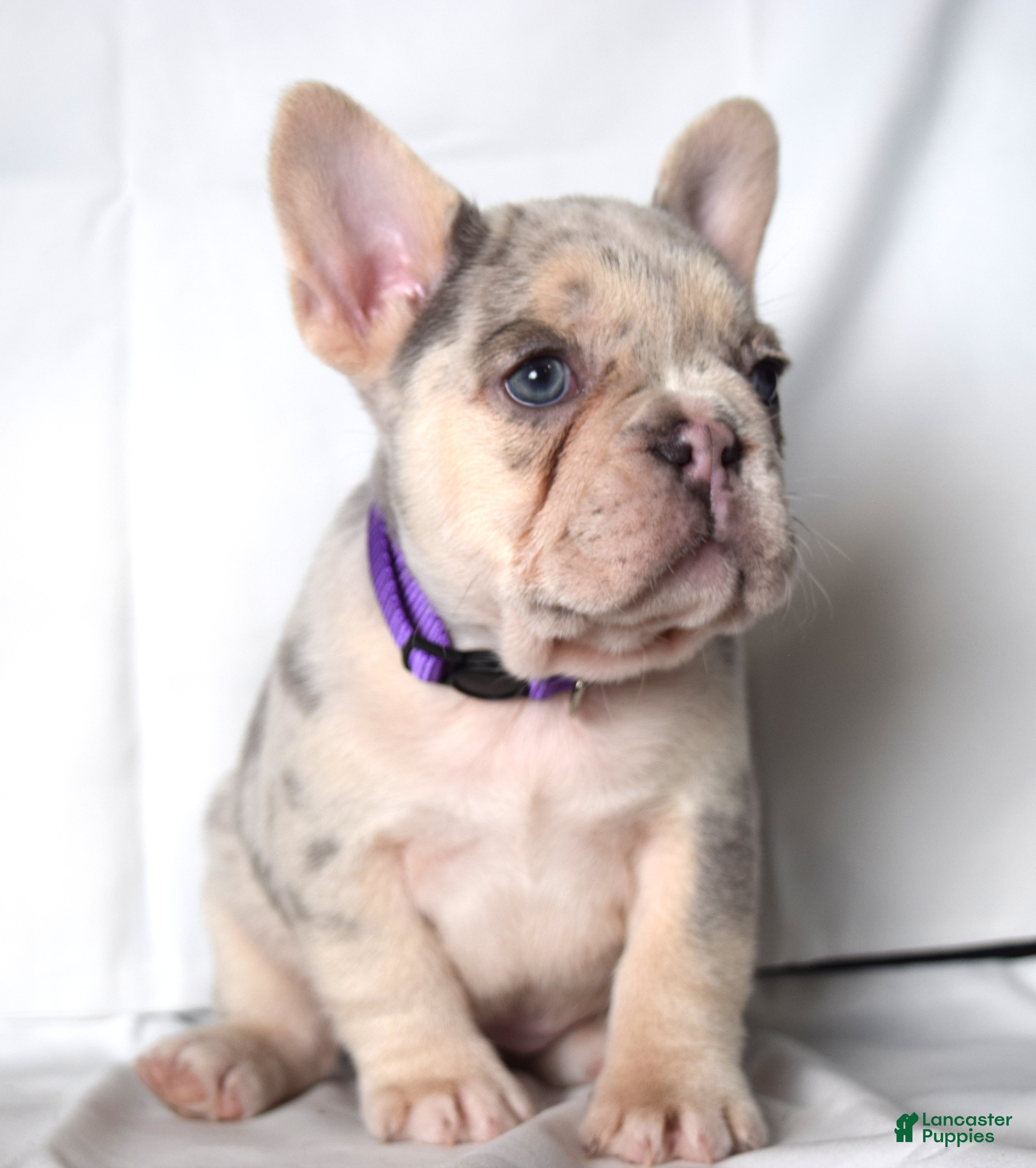 French Bulldog dogs for sale: Tallulla - Ad 4