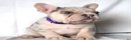 French Bulldog dogs for sale: Tallulla - Ad 1