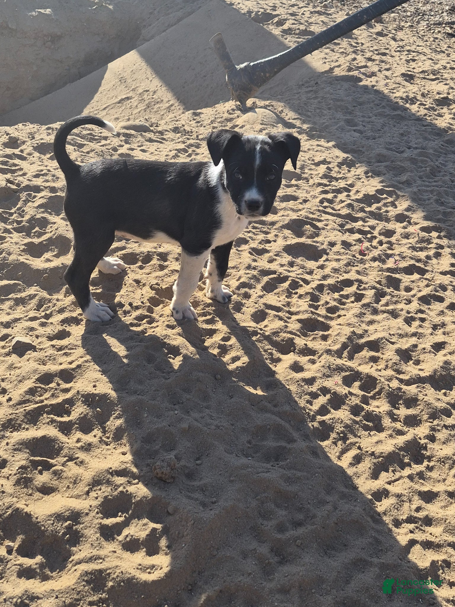 Mixed Breed dogs Mixed Breed Puppy 5 - Ad 27